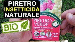 PIRETRO INSETTICIDA NATURALE