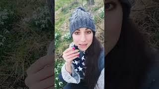 Warum haben Schneeglöckchen hierzulande keine Tradition als Heilpflanze? |galanthus nivalis
