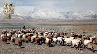 The poorest nation in Xinjiang has 10,000 sheep here, and the drone takes an incredible picture.