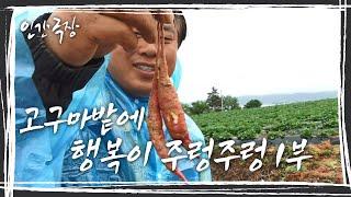 [인간극장] 덩굴 아래 주렁주렁 열리는 고구마들처럼 가족들, 이웃들과 행복을 키워가고 있는 열혈 농부 ' 고구마밭에 행복이 주렁주렁~' (1/2) KBS 방송