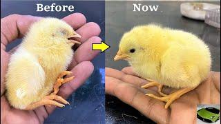 Successfully Saved the LIFE of Baby CHICKS - Life Saving Operation on Baby chick