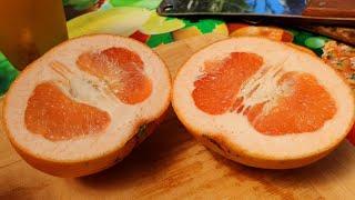 Ruby Red Grapefruit Tree Review & Fruit Tasting