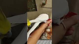 #cockatiel #birds #parrot #cute #funny #mabirdcare #cutebird #pets #talkingparot #funny #cuteparrot