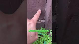 Dry wood termites found near dry rotten trim and siding #pestcontrol #termites