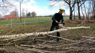 Kustorez. Cutting down small Trees