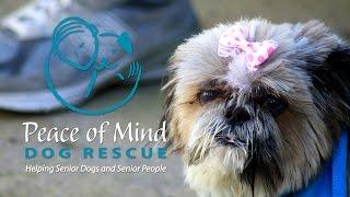 PEACE OF MIND DOG RESCUE PROMO 2017