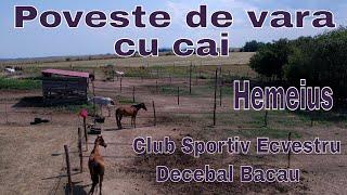 Poveste de Vara cu Cai la Club Sportiv Ecvestru Decebal Bacau/Hemeius/Bacau