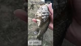 Что это такое??? Караси-мутанты #shorts #рыбалка #карась