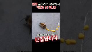 절대 꿀이라고 착각해서 막 먹으면 안 됩니다 #동물 #자연 #벌꿀