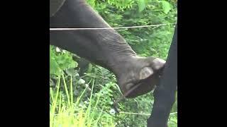 Wild elephant breaking an electric fence | Elephant | Wildlife | Wild animals |  Animaux #shorts