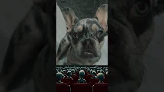 Paws and Punchlines: Hilarious French Bully Takes the Stage! #funnydogs #standupcomedy #best #pets