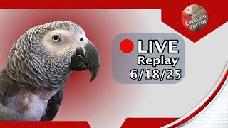 Einstein Parrot Live 6/18/25