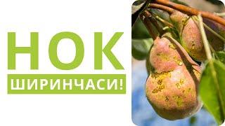 НОК ШИРИНЧАСИНИ ОСОН НАЗОРАТ ҚИЛИШ УСУЛЛАРИ!