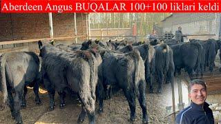 100+100 lik ABERDEEN ANGUS AVLIKOL BUQALAR KELDI KAMDAN KAM KELADI BUNAQASI 