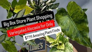 Big Box Store Plant Shopping at Lowe's Variegated Alocasia for only $7 Huge Money Savings on Plants