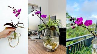 Strange idea Growing Orchids in water, improving indoor living space