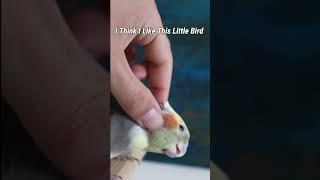 I think i like this little Bird #birds