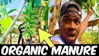 HOW TO APPLY ORGANIC MANURE TO YOUR BANANA PLANTATION.