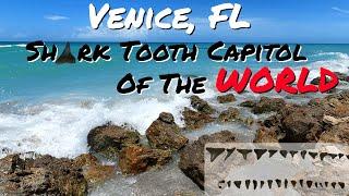 Venice FL Shark Tooth Capitol Of The WORLD Caspersen Beach Shark Tooth Hunting