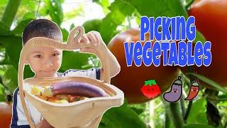 Picking Vegetables | Harvest Time | Organic Vegetables At Home |CHANtastic