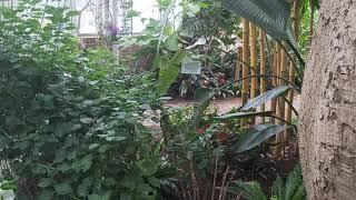 TROPICAL ADVENTURE TRIP Butterfly Garden - Exotic Relaxed Mindfulness Creation Family Tranquility