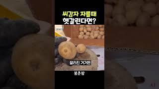 씨감자 자르는 방법