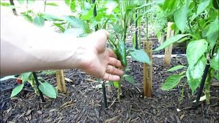 Complete Pepper Plant Garden Tour with Basic Tips: Planting Strategies, Mulching, Variety Names