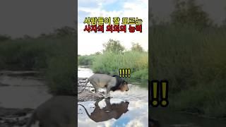 사자가 호랑이 라이벌이라고 불리는 진짜 이유