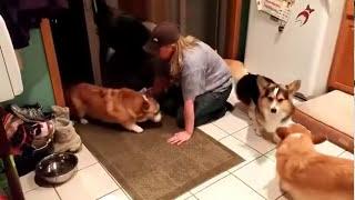 Corgis Wait Patiently Before Being Allowed in The House