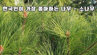 한국인이 가장 좋아하는 나무 - 소나무