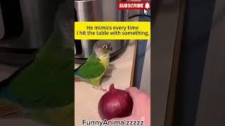 Get ready to laugh with the funniest, smartest, and most entertaining parrots on YouTube! #funny