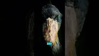  TOP 5 MOST Chilling Bird Sound in the World! #facts #top5 #chillvibes #birdsounds #birds