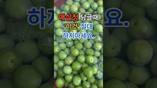 매실청 담글때 이것 절대 하지마세요. #건강  #건강정보  #음식  #매실청