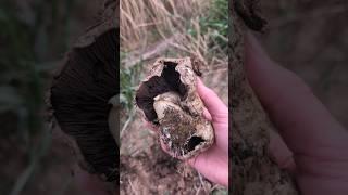 Digging up a chunky Agaricus mushroom!