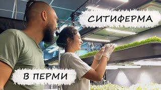 Ситиферма по выращиванию микрозелени в Перми / Mr.GrowChannel