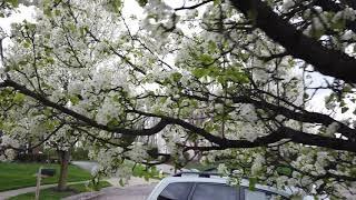 Pear tree blossom