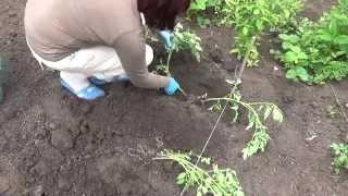 Высаживаем Рассаду Помидор в открытый грунт.