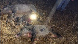 375 Raptor Gets First Blood!  9 Hogs Down in the Rain!