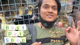 Purani Delhi Pet Bazar || Pets Shop In Purani Delhi || Purani Delhi Vlog || #vlog ||