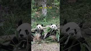 玖菜小剧场 #大熊猫润玥 #大熊猫艾玖 #大熊猫 #panda