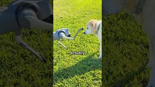 My REAL Dog vs My ROBOT Dog