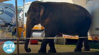 Okha the Elephant's Alarming Behavior Outside The Mysterious Circus | Urgent Call for Action