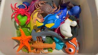 Sea Animal Toys Hunt at Shoreline