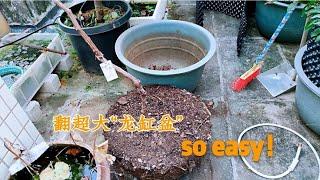 猴哥講解“翻大盆”，爽利的步驟，魔幻般的效率，快快搬凳學習