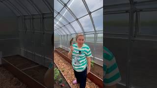 Посадка томатов в теплицу