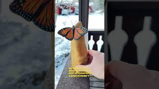 Monarch butterfly wood carving #woodcaving #butterfly #sculpture #live #nature