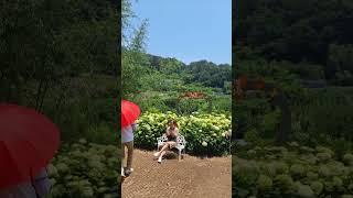 #수국마을#사진한컷추억#즐거운모습#