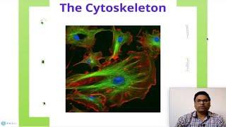 Eukaryotic Cell: Cytoskeleton