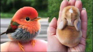 AWW Animals SOO Cute! Cute baby animals Videos Compilation cute moment of the animals #16