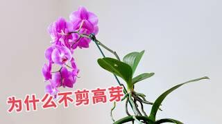 【24067】蝴蝶兰，为什么不能剪高芽苗，这三个要点【静姐说花】有字幕